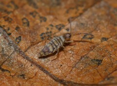 Entomobrya atrocincta