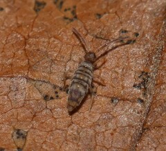 Entomobrya atrocincta