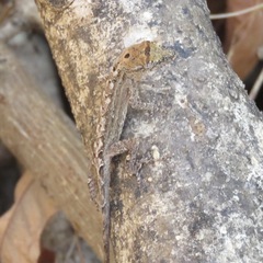 Anolis nebulosus