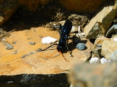 Pepsis ruficornis