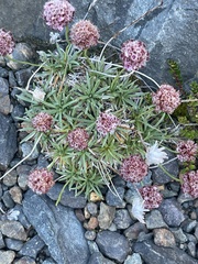 Armeria curvifolia