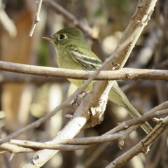Empidonax difficilis