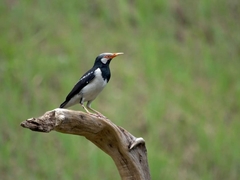 Gracupica floweri
