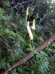 Sanguisorba canadensis