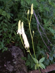 Sanguisorba canadensis