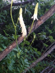 Sanguisorba canadensis