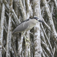 Nycticorax nycticorax