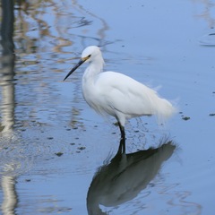 Egretta thula