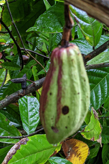 Theobroma cacao