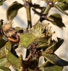 Asphondylia digitata