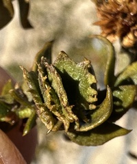 Asphondylia digitata