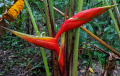 Heliconia bihai