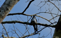 Hemiprocne longipennis