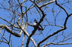 Hemiprocne longipennis