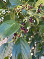 Rhamnus formosana