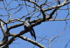 Hemiprocne longipennis