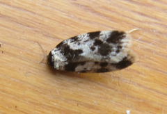Barea confusella
