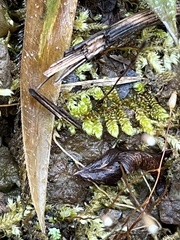 Callicladium imponens