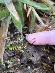 Callicladium imponens