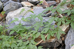 Humulus lupulus neomexicanus