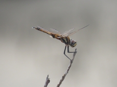 Tramea loewii