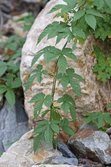 Humulus lupulus neomexicanus