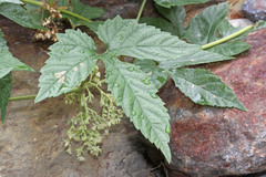 Humulus lupulus neomexicanus