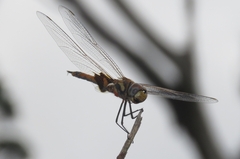 Tramea loewii
