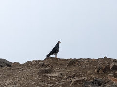 Daptrius carunculatus