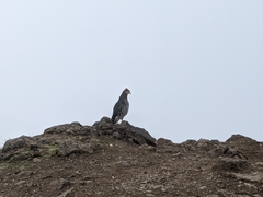 Daptrius carunculatus