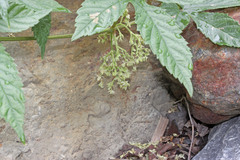 Humulus lupulus neomexicanus
