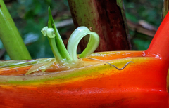 Heliconia bihai