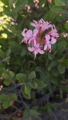Alstroemeria revoluta