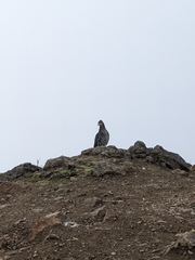 Daptrius carunculatus