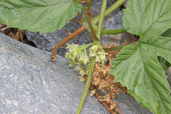 Humulus lupulus neomexicanus