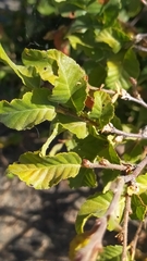 Nothofagus macrocarpa