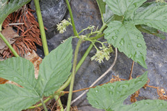 Humulus lupulus neomexicanus