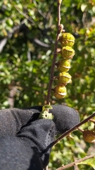 Nothofagus macrocarpa