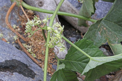 Humulus lupulus neomexicanus