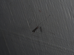 Limoniidae