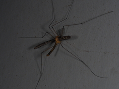 Nephrotoma australasiae