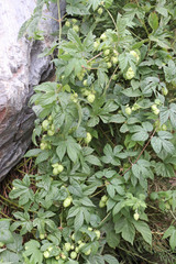 Humulus lupulus neomexicanus