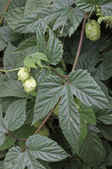 Humulus lupulus neomexicanus
