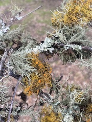 Teloschistes flavicans