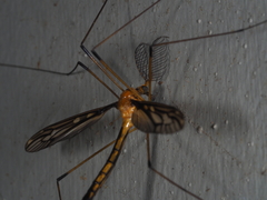 Nephrotoma australasiae