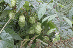 Humulus lupulus neomexicanus