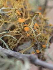 Teloschistes flavicans