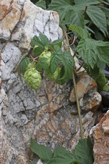 Humulus lupulus neomexicanus