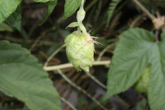 Humulus lupulus neomexicanus