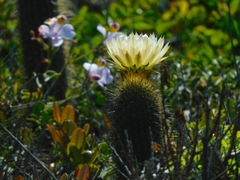 Trichocereus chiloensis litoralis